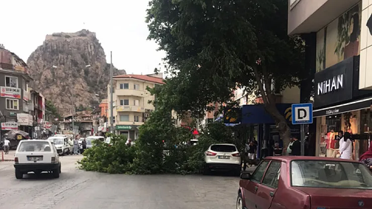 Şiddetli rüzgar ağaç devirdi