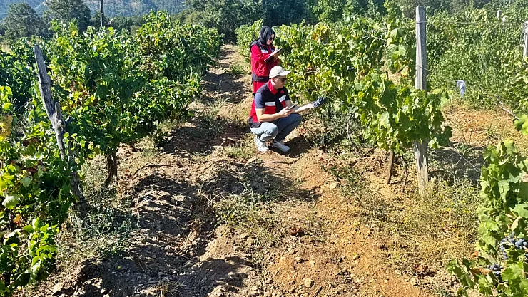 Simav'da Bağlarda Üzüm Survey Çalışmaları