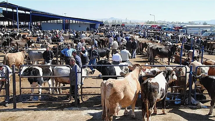 Şuhut Canlı Hayvan Pazarı Açılıyor