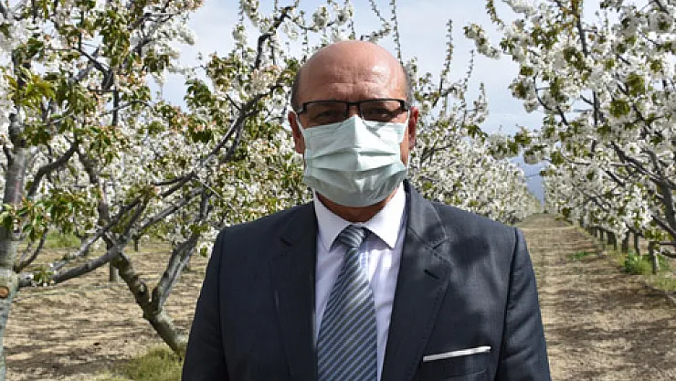 Sultandağı kirazında bu sezon 35 bin ton rekolte bekleniyor