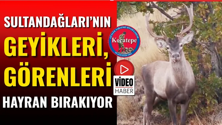 Sultandağları'nın Geyikleri, Görenleri Hayran Bırakıyor