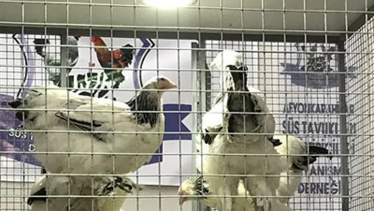 Süs tavukları beğeniye sunuldu – Kocatepe Gazetesi