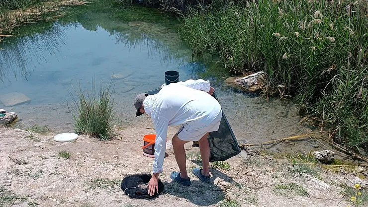 Tarihi Hamam Kalıntıları Arasındaki Süs Balıklarını Kaçak Avlayanlara Suç Üstü