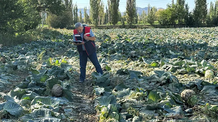 Tarım Ürünlerinin Tarladaki Kalite Kontrolleri Devam Ediyor