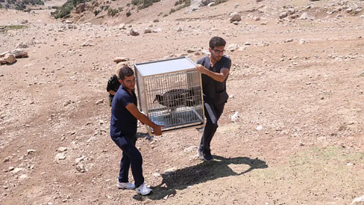 Tedavisi tamamlanan “Mısır akbabası” doğaya salındı