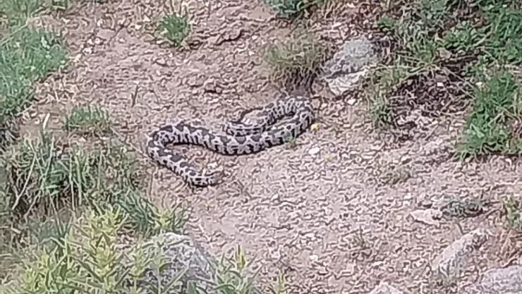 Türkiye'nin En Zehirli Yılanlarından Engerek Şuhut'ta Görüldü