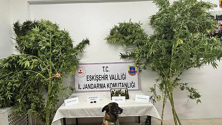 Uyuşturucu Bitkisi Eken Şahıs Jandarma Tarafından Yakalandı