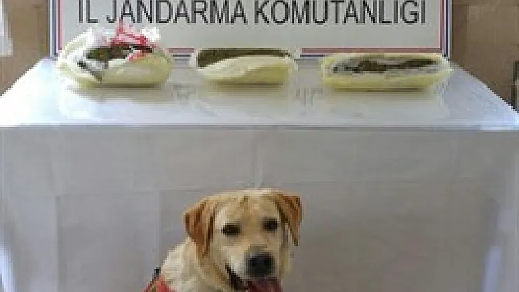 Uyuşturucuyageçit yok – Kocatepe Gazetesi