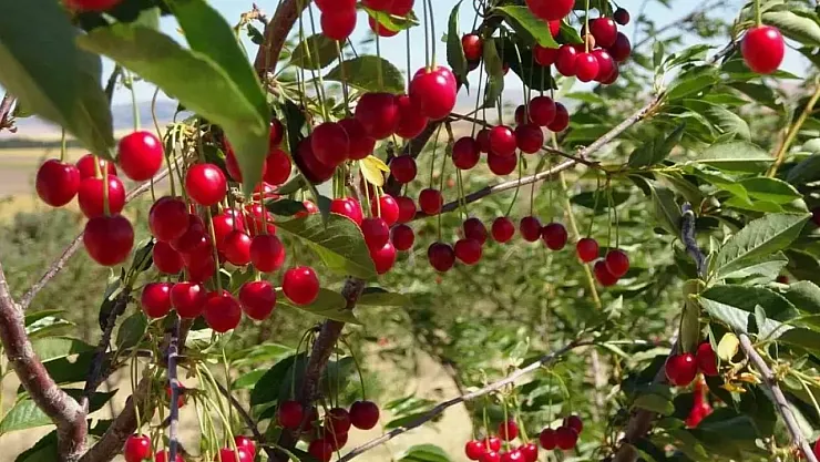 Vişne hasadı tamam fiyatlar tavan yaptı