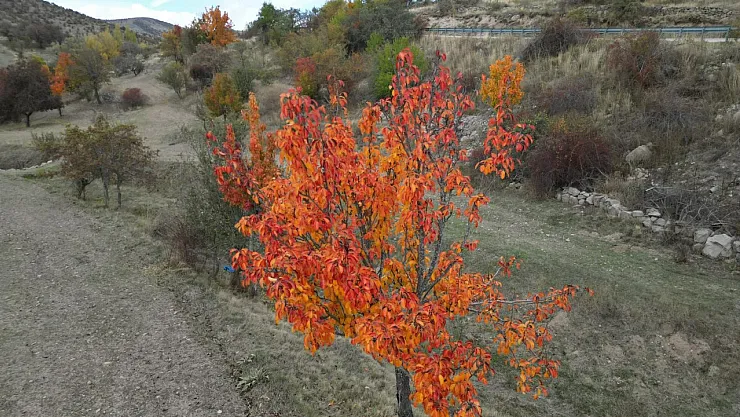 Yağlı Boya Tablolarını Andıran Sonbahar Manzarası