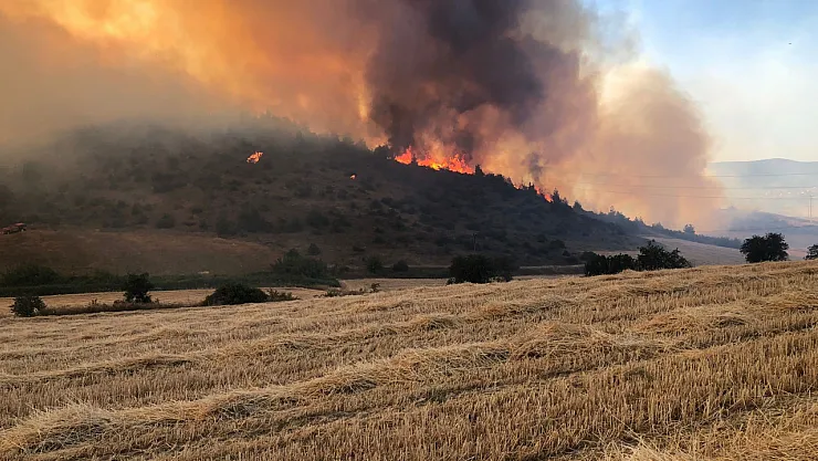 Yangın Kontrol Altına Alındı: 50 Hektar Alan Zarar Gördü