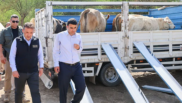 Yangın Sonrası Üreticilere Büyükbaş Ve Küçükbaş Hayvan Desteği Sağlandı