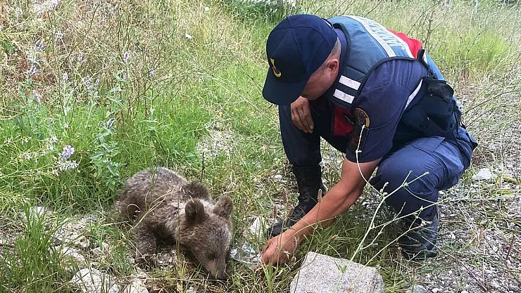 Yaralı ayı yavrusuna jandarma sahip çıktı