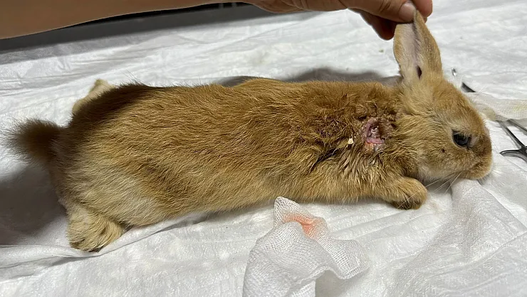 Yaralı Halde Bulunan Tavşan Tedavi Altına Alındı