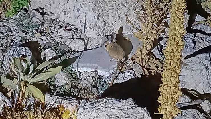 Yaylada Nadir Arap Tavşanı'nın Görüldüğü İddiası