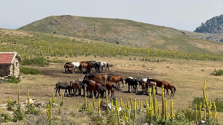 Yaylalara Yiyecek Aramaya Gelen Yılkı Atları Havadan Görüntülendi