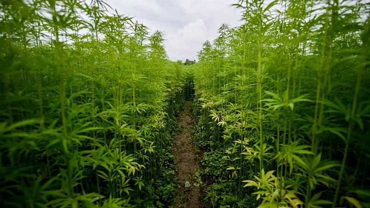 Yılların Hayali Gerçek Oluyor… Afyon'da Kenevir Üretimi İçin Büyük Adım