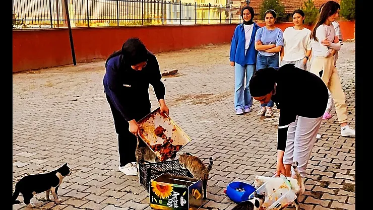 Yurt Öğrencileri Artan Yemeklerle Kedileri Besledi