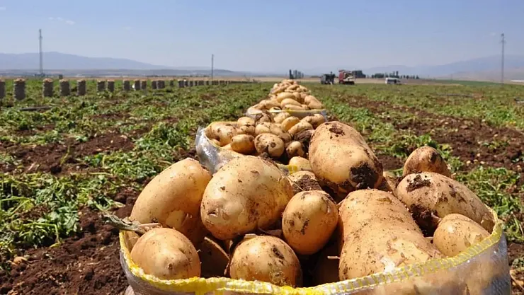 Zabıta patates satıcılarını denetledi – Kocatepe Gazetesi