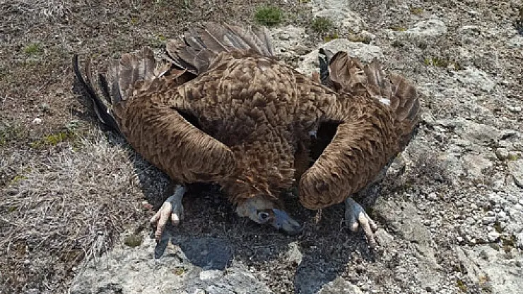 Zehirli etleri yiyen 7 kara akbaba ölü bulundu