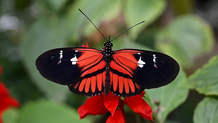 Zehirli Kelebek Türü Var Mı?