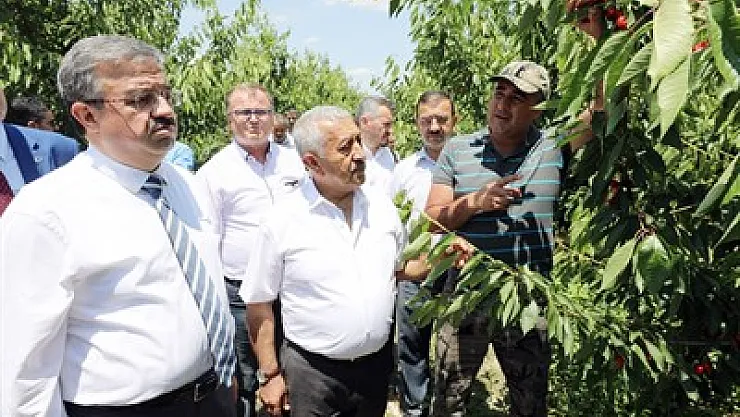 Zeybek, Çin'e ihracat edilen kirazları dalından topladı
