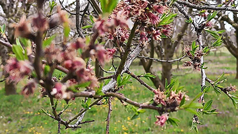 Afyonkarahisar'da Zirai Don Meyve Ağaçlarını Vurdu