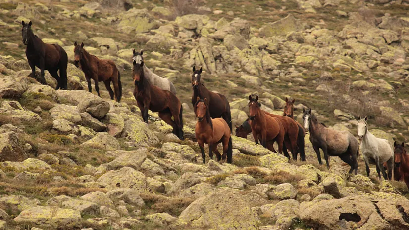 Bulutların Dansı Ve Yılkı Atları Dron İle Görüntülendi