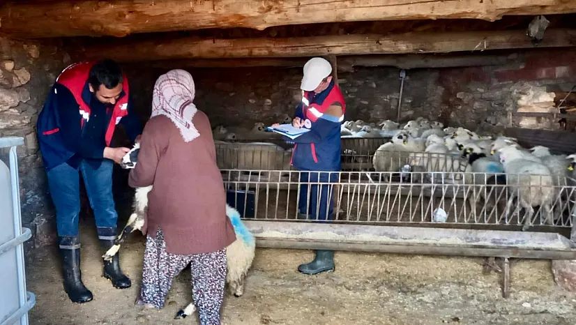 Dağlıç Koyunu Projesinde Doğan Kuzular Belirleniyor