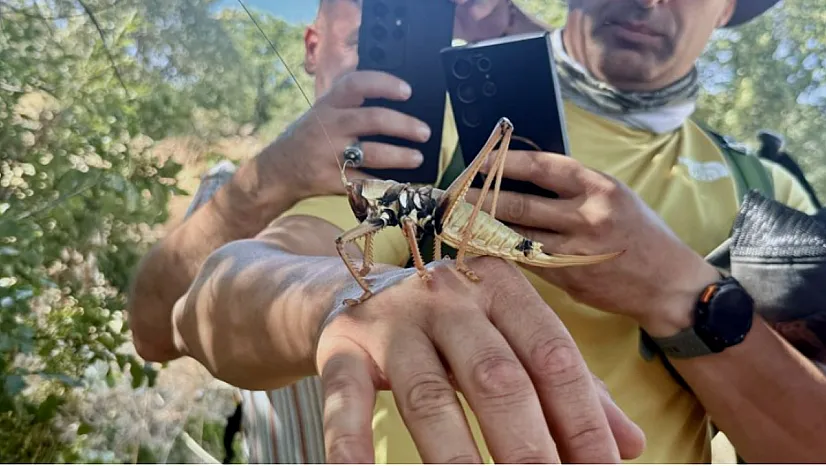 Dev Çekirgeler Her Yerde