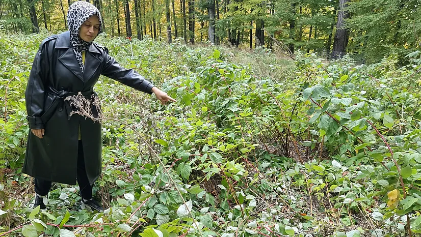 Domaniç'te Genç Girişimcinin 2 Dönümlük Ahududu Bahçesini Ayılar Talan Etti
