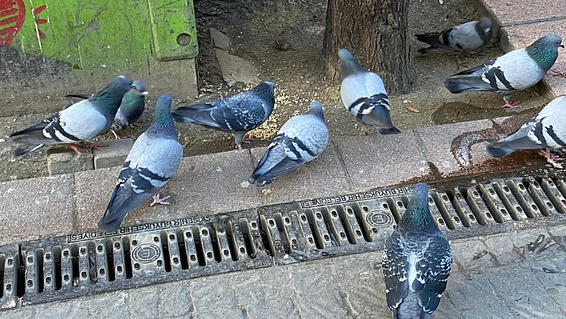 Dondurucu Soğuk Sokak Hayvanlarının Yaşamını Zorlaştırdı