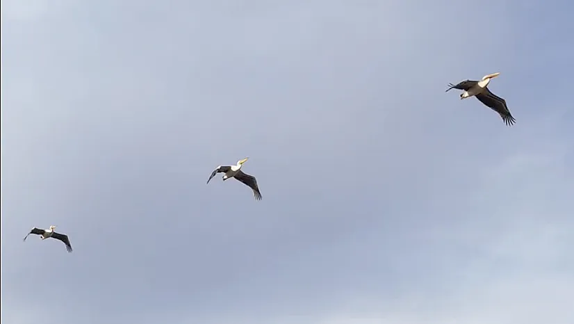 Güneye Uçan Pelikan Sürüsü Şaşırttı
