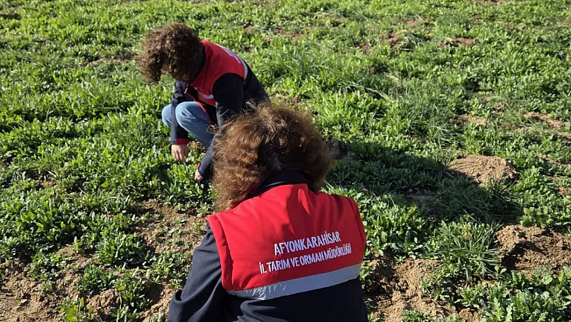 Haşhaş Üretiminde Türkiye'nin Lideri Afyon'da Haşhaş Tarlaları İncelendi