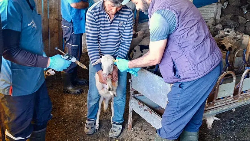 Hayvan Sağlığının Korunması Amacıyla Başlatılan Çalışmalar Sürüyor
