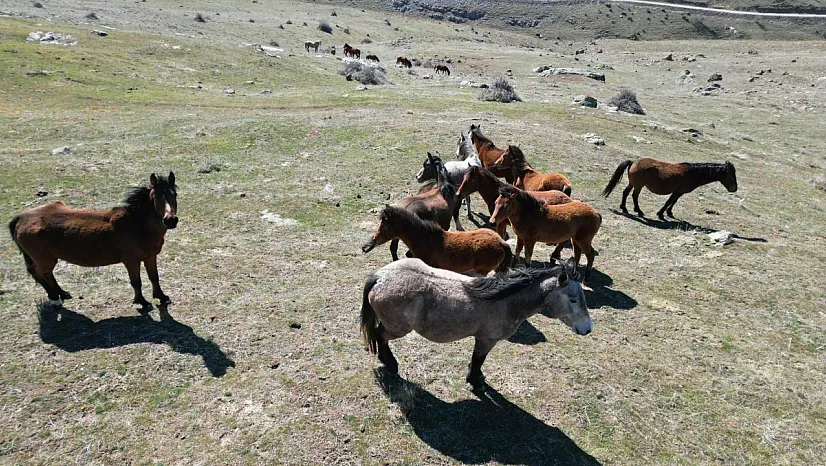Isınan Hava Yılkı Atlarını Hareketlendirdi