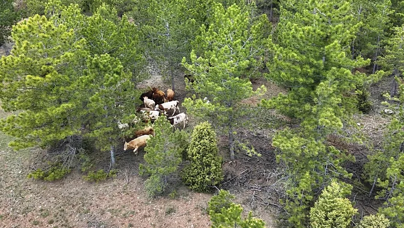 Kaybolan Hayvanlar Drone İle Bulundu