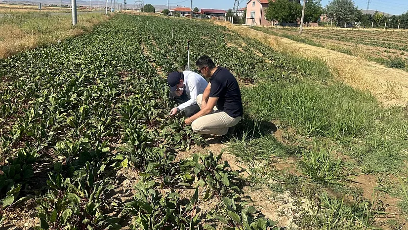 Kornişon Salatalık Ve Kırmızı Pancarda Hastalık Ve Zararlıların Takibi Sürüyor