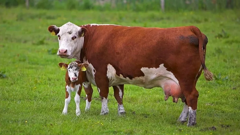 Kurban Kesmenin Şartları Ve Dini Hükümlülükleri Nedir?