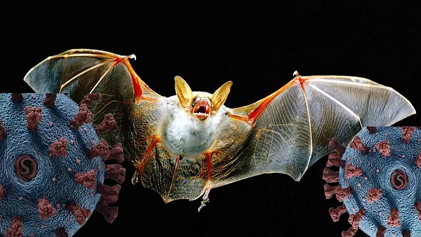 Nipah Virüsü Nedir? Nipah Virüsü Belirtileri Neler?