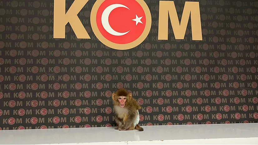 Polis Yaptığı Baskında Nesli Tükenmekte Olan Maymun Yakaladı