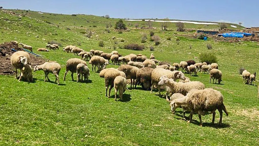 Şuhut'ta Kuzu Kontrolleri Devam Ediyor