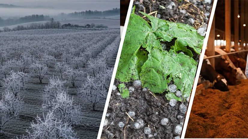 Tarım Bakanlığı Açıkladı: 4,2 Milyar Hasar Tazminatı