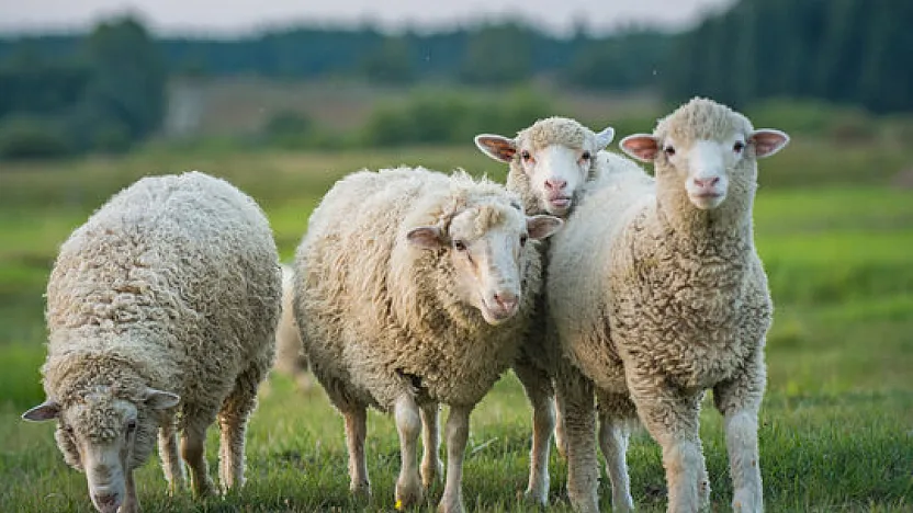 Afyon'da 200 Aileye 5 Bin Koyun Dağıtılacak