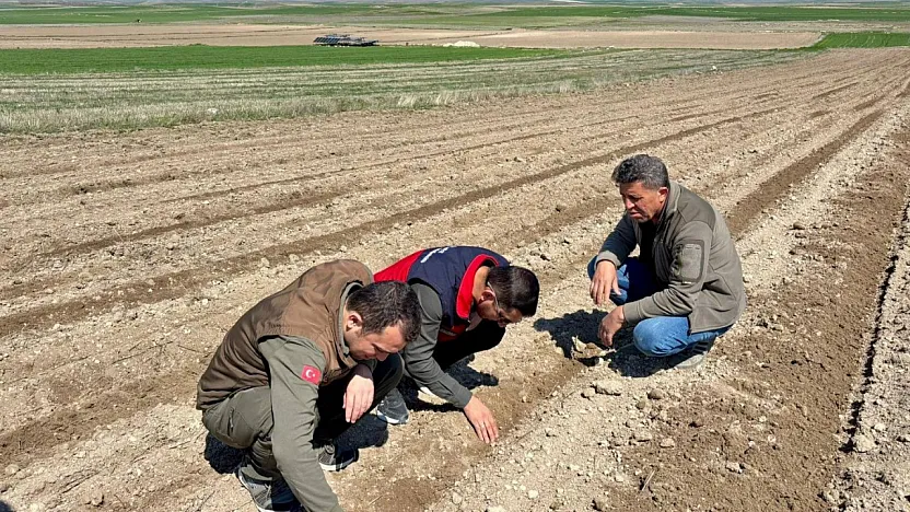 Afyon'da Ayçiçek Tohumları Toprakla Buluştu