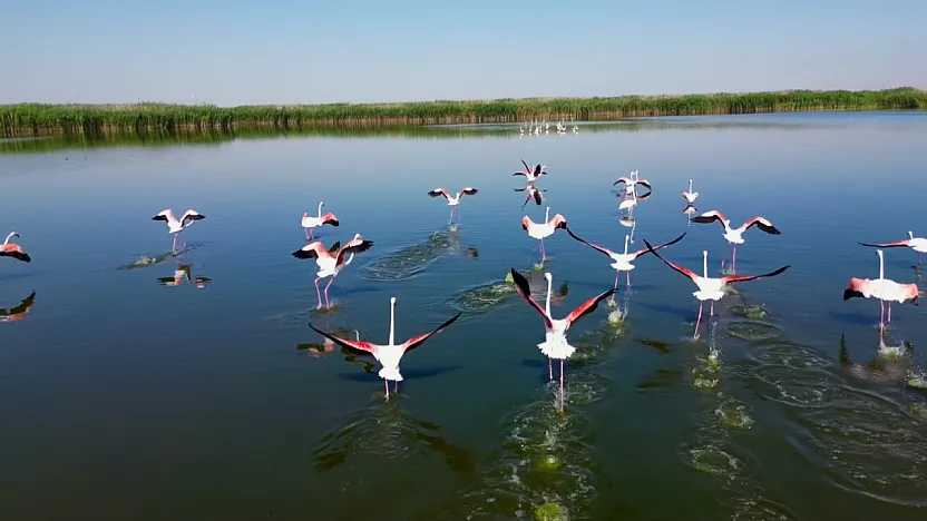 Afyon'da Görsel Şölen! Eber Gölü'nü Yüzlerce Flamingo Bastı