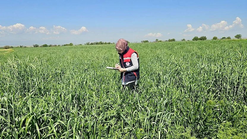Afyon'da İlk Kez Ekilen Şalgam Takipte