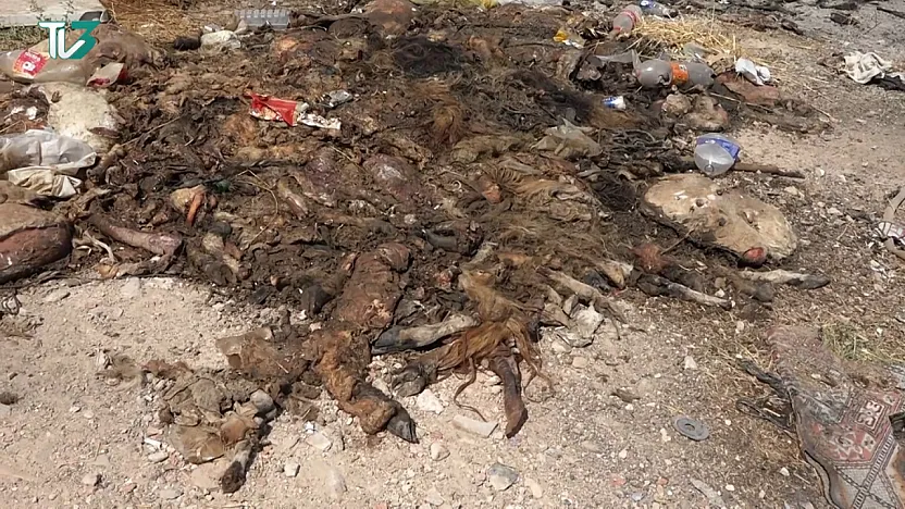 Afyon'da Kan Donduran Görüntüler! Hayvan Leşleri Vatandaşları Bezdirdi