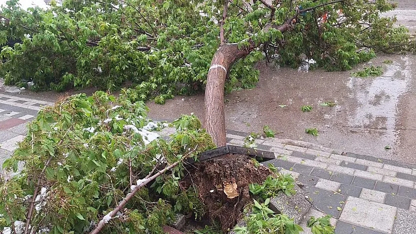 Afyon'da Karın Ağırlığına Dayanamayan Ağaçlar Devrildi