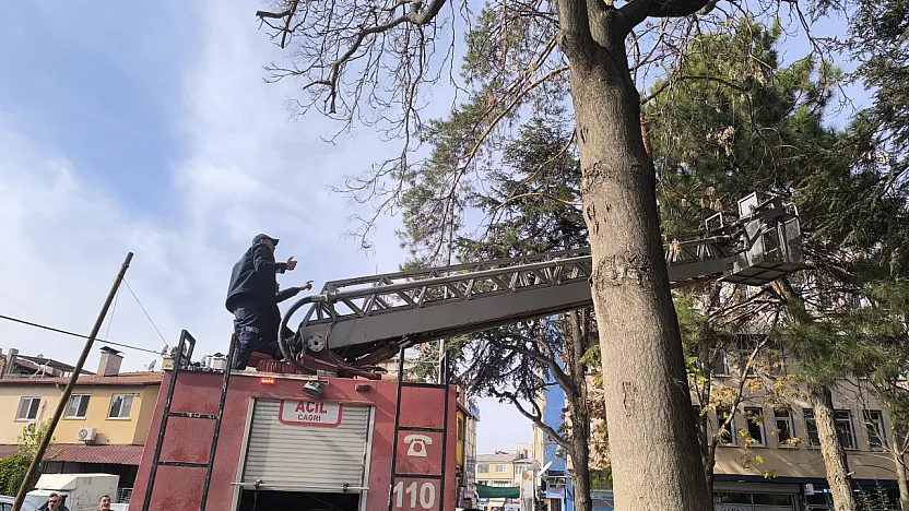 Afyon'da Kedi Operasyonu... Yöntem Dikkat Çekti